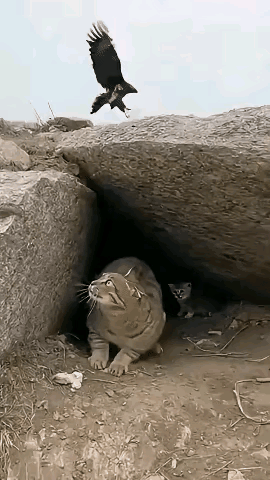 为了救孩子拼死一搏，鹿死谁手还真不好说，这只野猫的厉害程度不容小觑。