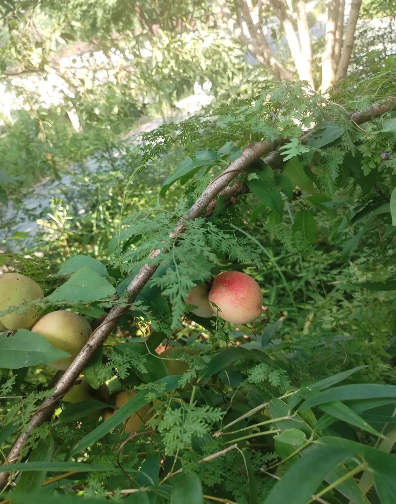 杂草里面怎么有桃子呀[耶]
太幸运了！
在路边慢悠悠地走
没想到走着走着
竟然在