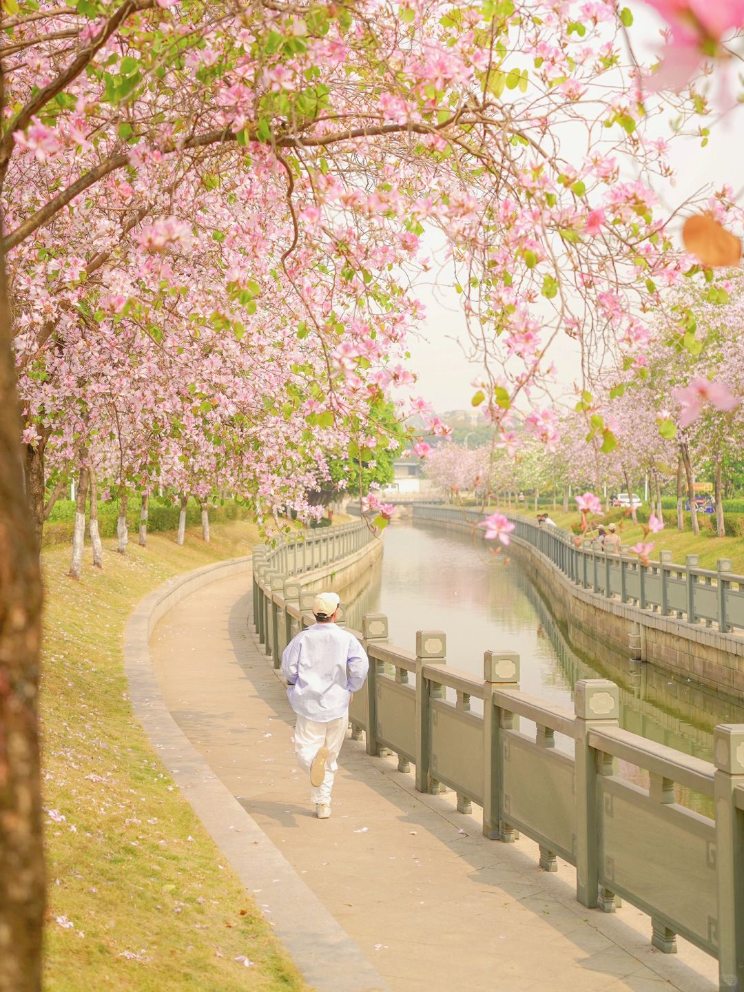 广州地铁直达🚇小众无人赏花地