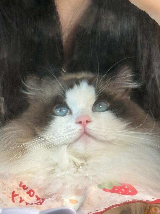 配合拍照🐱