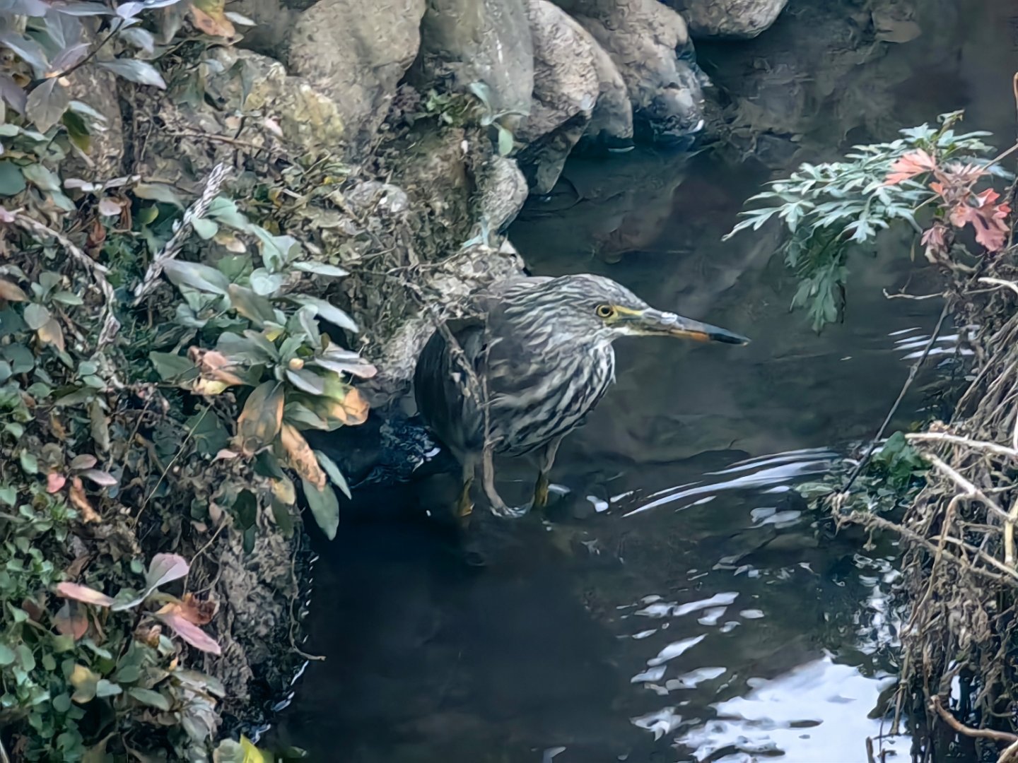 秦岭笑谈商州，夜鹭 