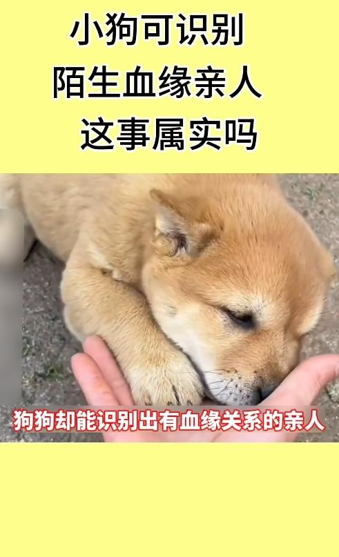 离谱！狗狗从没见过亲戚，见面却格外亲近，真相并非玄学
 
逢年过节回老家，不少人