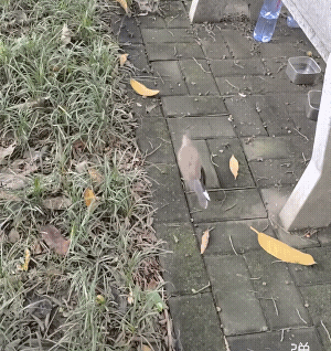 这是故意投喂猫，这鸟翅膀明显受伤了!这鸟的格局真大！