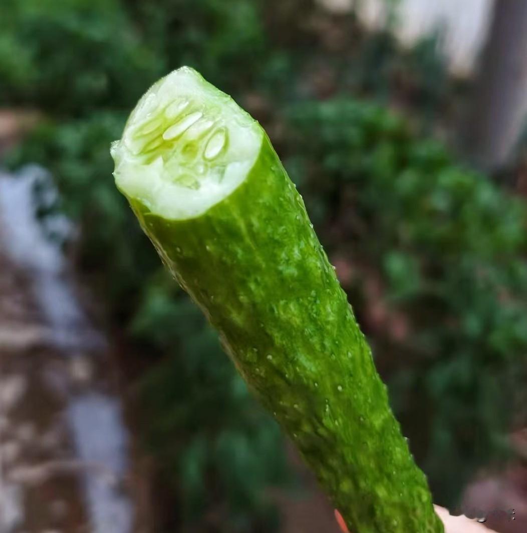 这个黄瓜就是不简单，太好吃了！
我自己家的一棵黄瓜秧终于结了一根黄瓜，到家就摘下