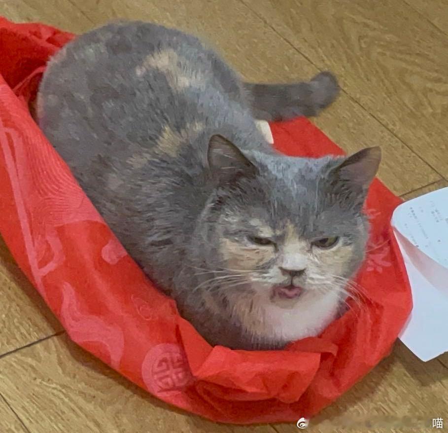 49830【丑猫】不似猫型 