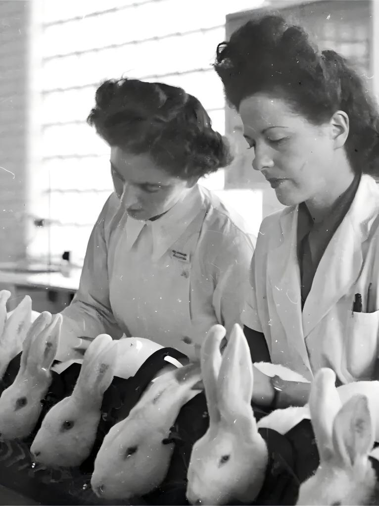 以前的验孕棒，竟是用一整只兔子的命换来的？🐰
一张老照片，揭开了上世纪最让人心