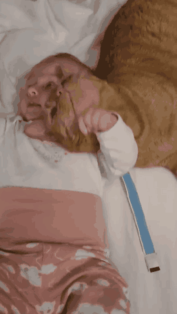猫咪对人类幼崽的容忍度很高，估计因为它们天性温顺，善良友好。许多家庭都有猫咪作为