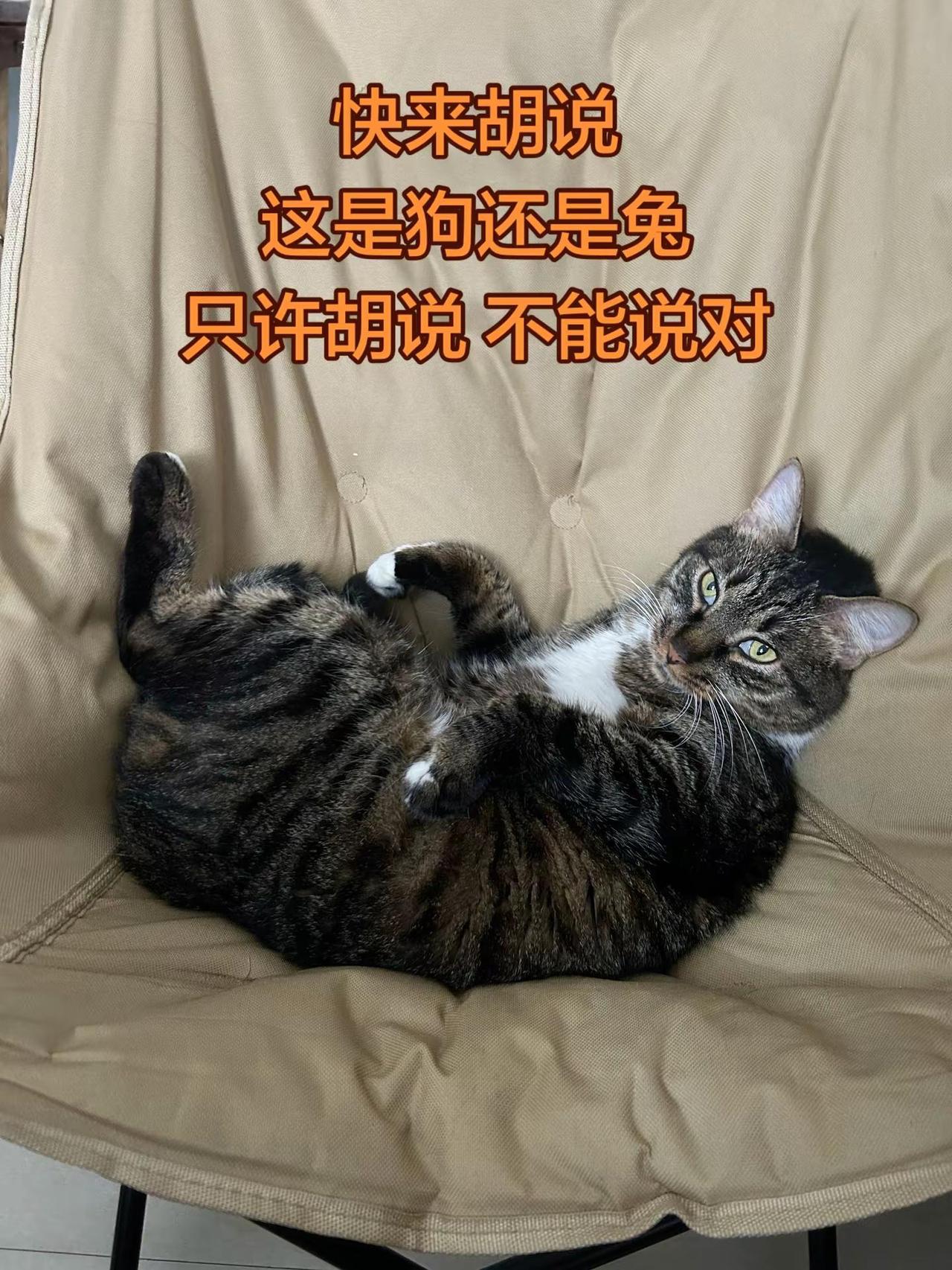 大家随意胡说一下，这究竟是小狗还是小兔子？真话不许讲😂 真实生活分享计划 萌宠