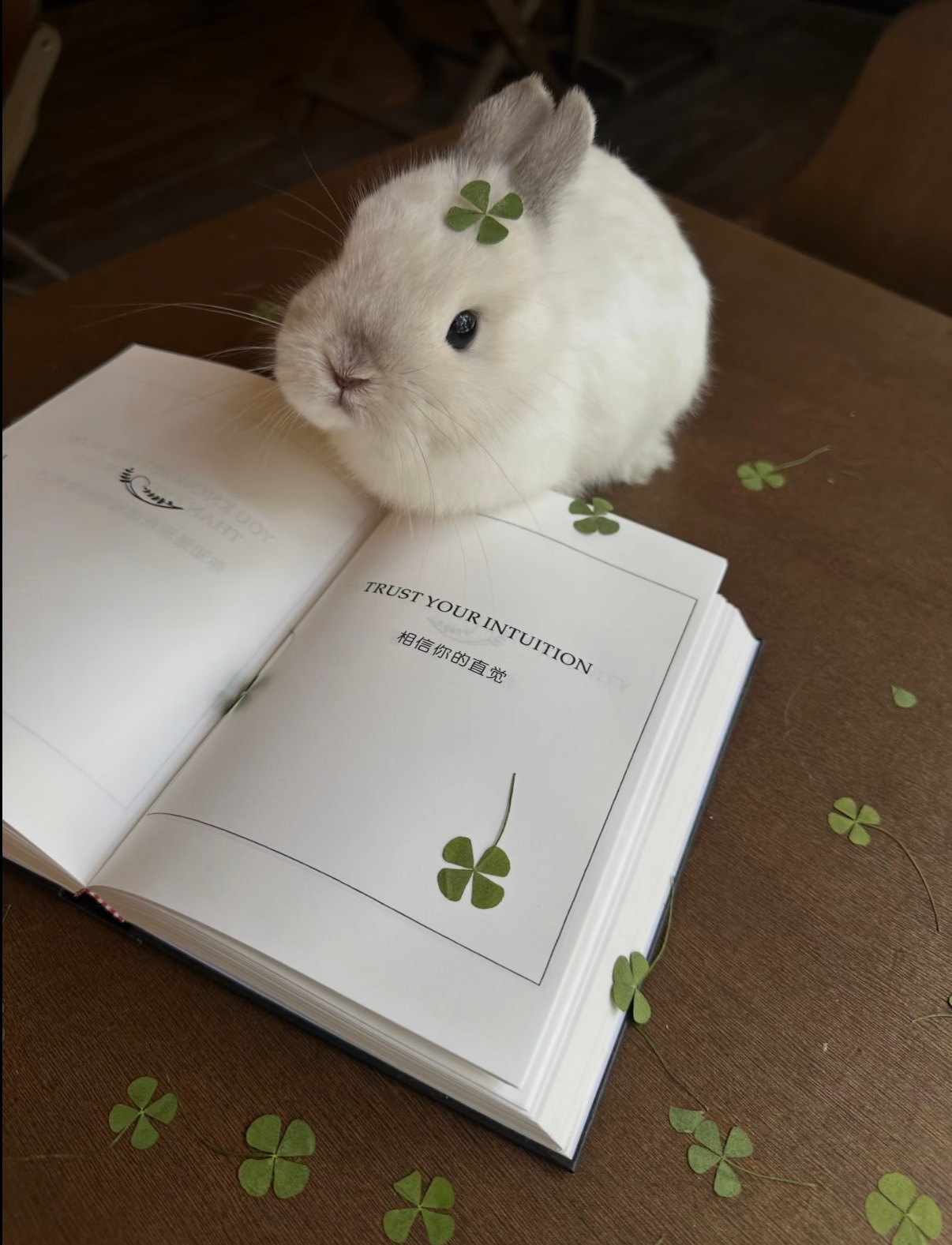 🍀 ​​​