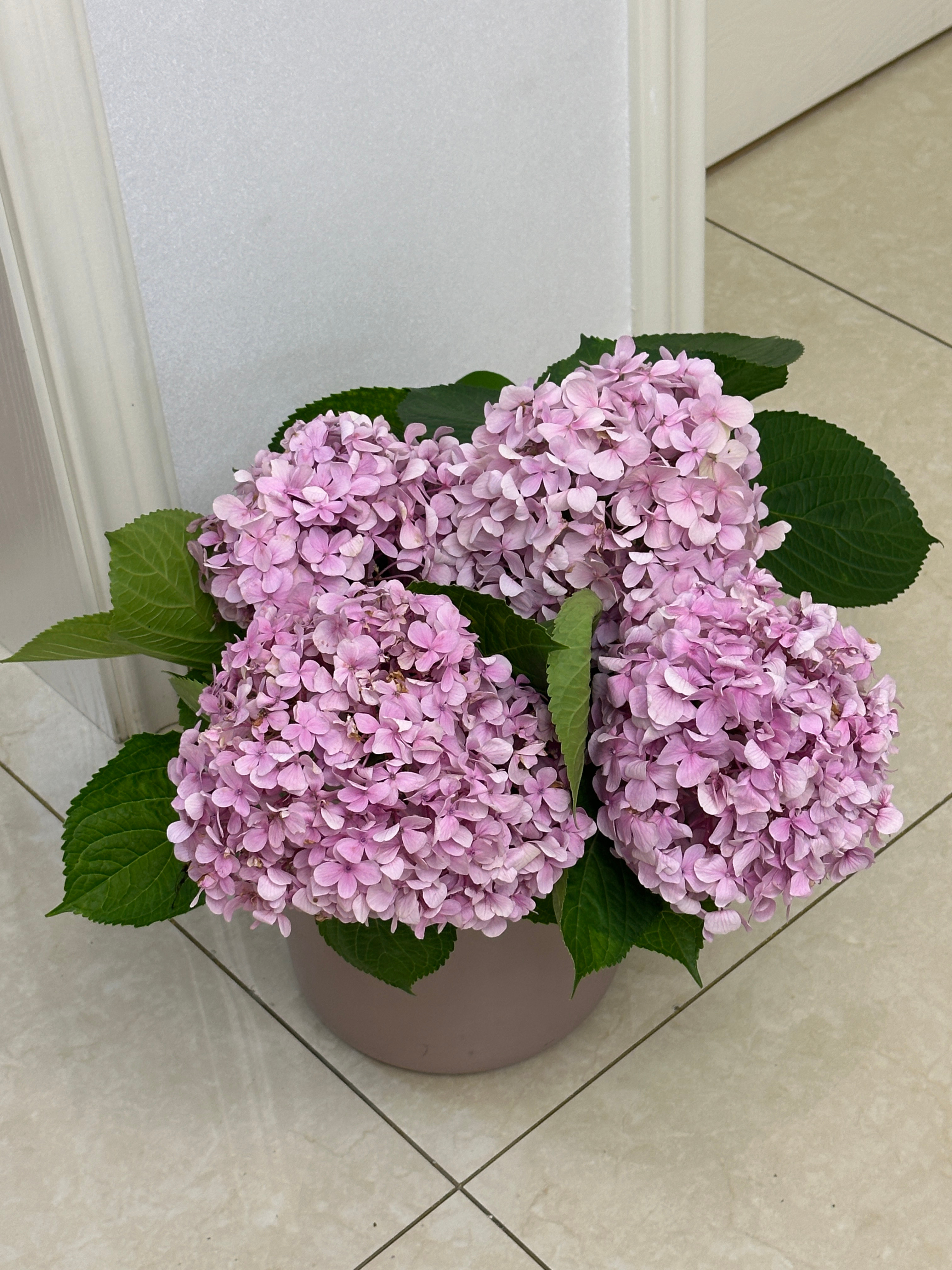 第一次收到绣球这种花 有意思 