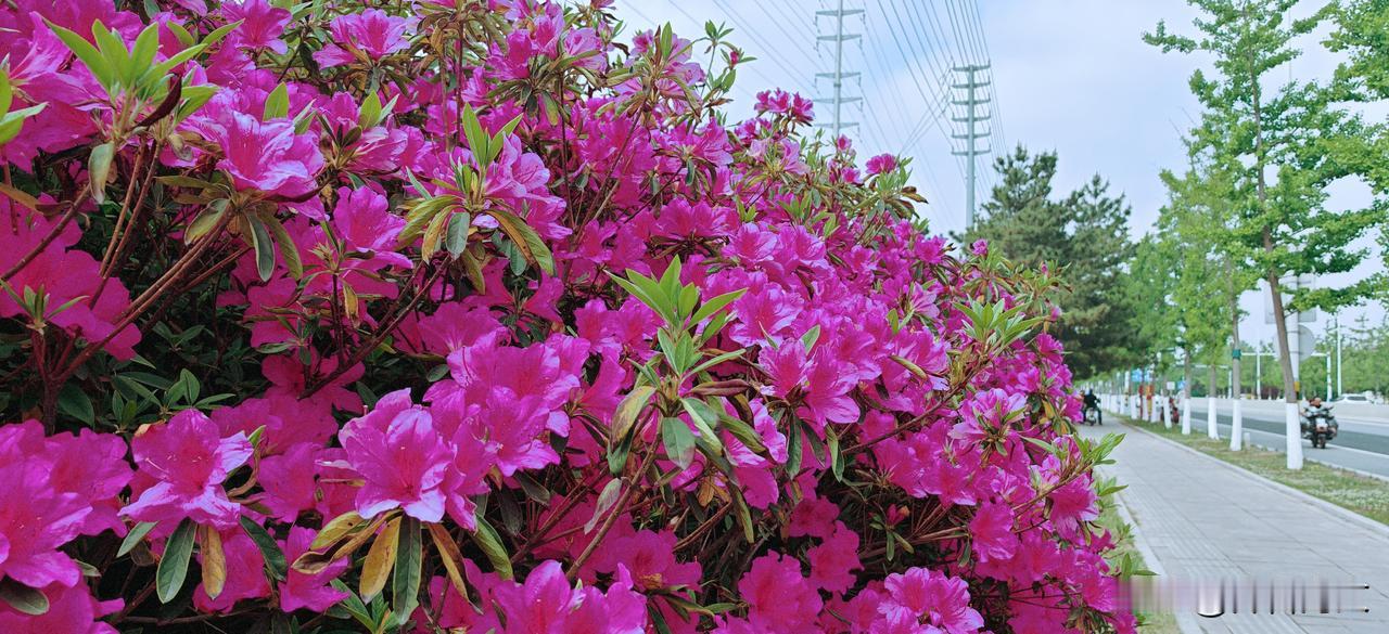 当春天的百花渐次退场时，红杜鹃便以燎原之势，点燃了初夏的大地。那红，不是含蓄的粉