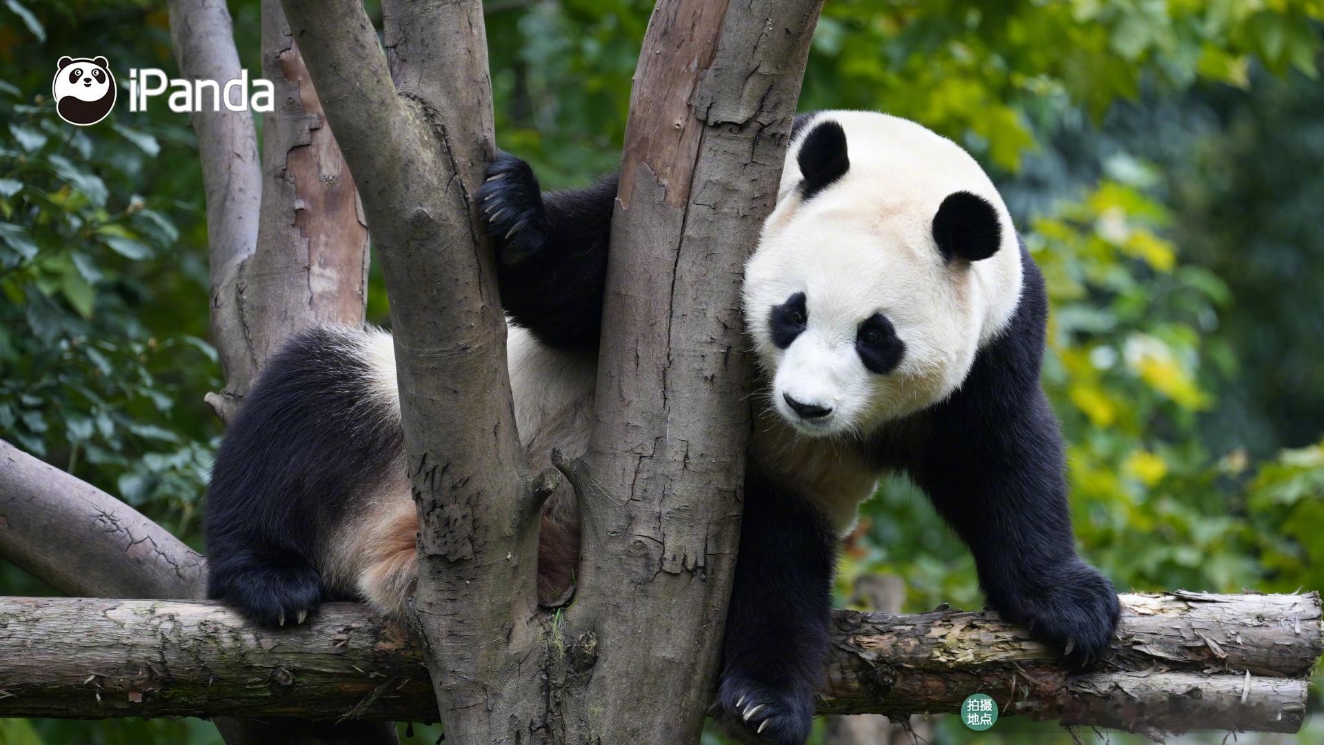 亲爱的“小树君”，今天也是爱你的一天～[么么哒] 熊猫趣图 大熊猫福宝[超话] 