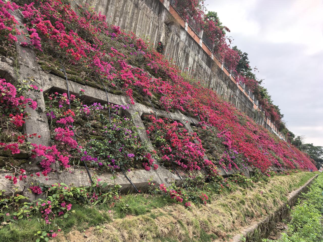 分享一张你最近随拍的照片科学高中西围墙护坡的三角梅开得红红火火。