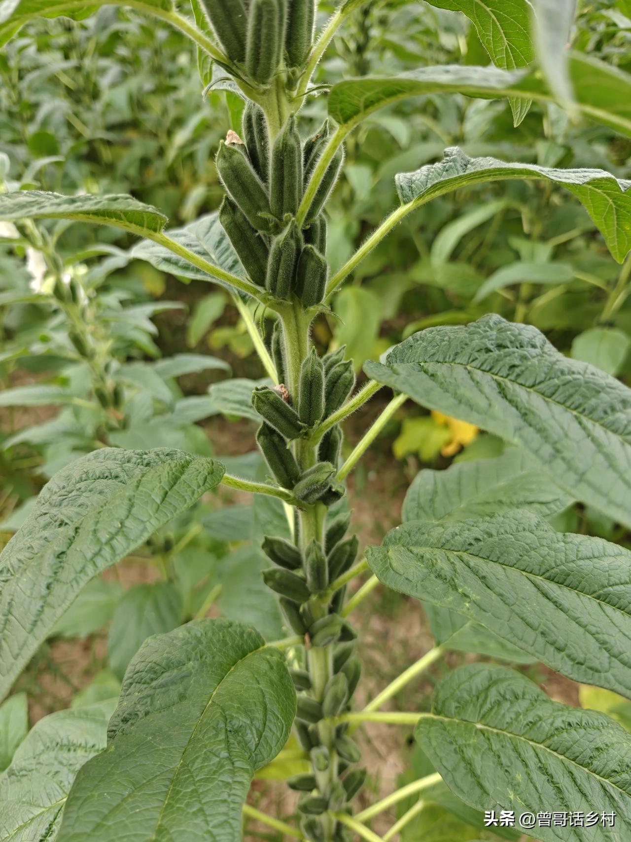 老杨种的芝麻，杆长到两米多高。一根芝麻杆子上长有120多个芝麻夹，亩产估计会超2