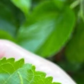 桑葚的种植方法一.准备种子：从饱满的桑葚中取出种子，用纸巾包裹并揉搓去掉果肉，再