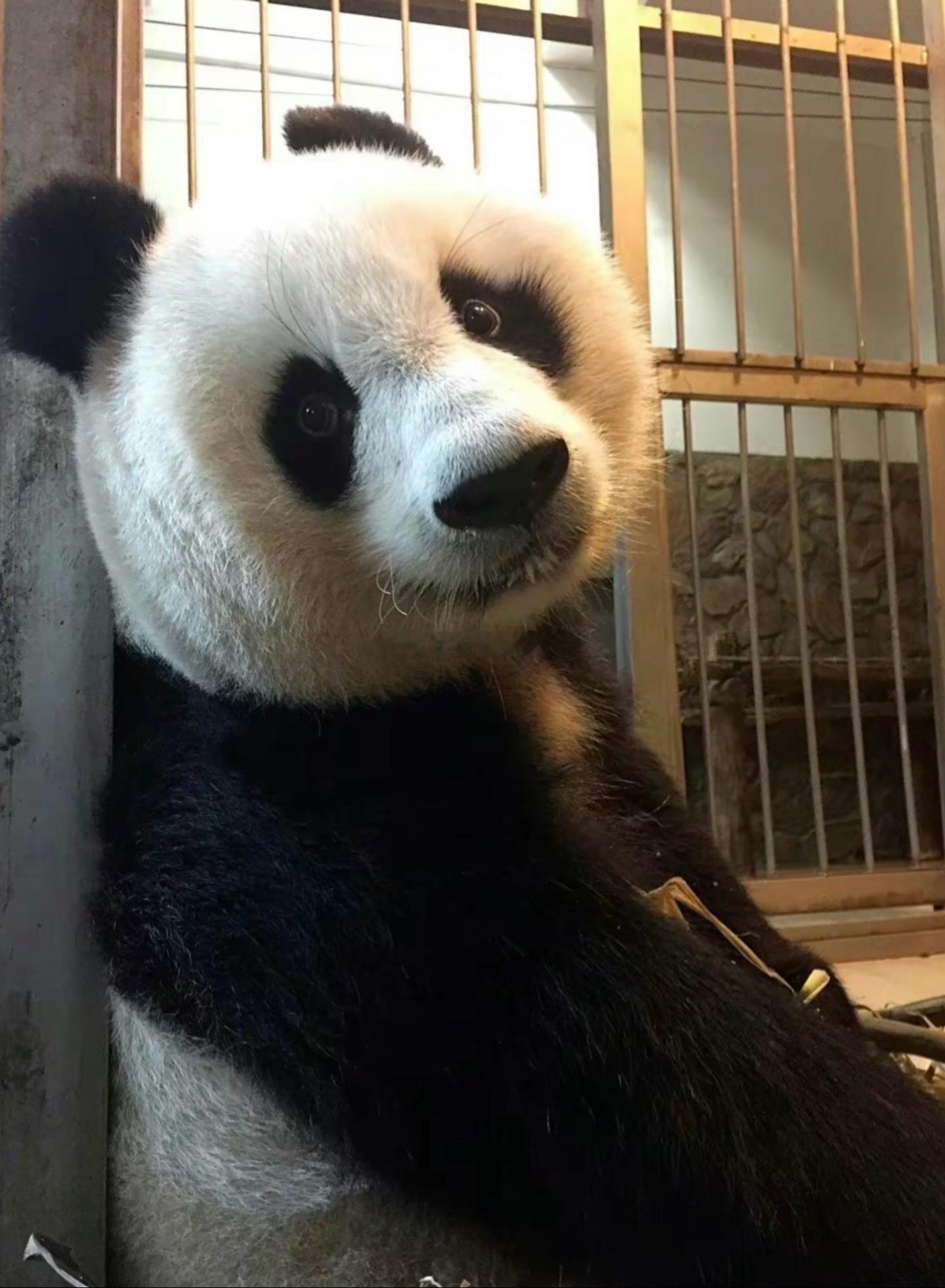 超级漂亮的大熊猫北川。我觉得北川她真的好美好美，直接被颜值俘获。 ​​​
