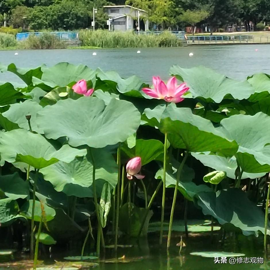 上联:微凉浅夏荷初露
下联:澹软清风柳半垂
上联:平平仄仄平平仄
下联:仄仄平平