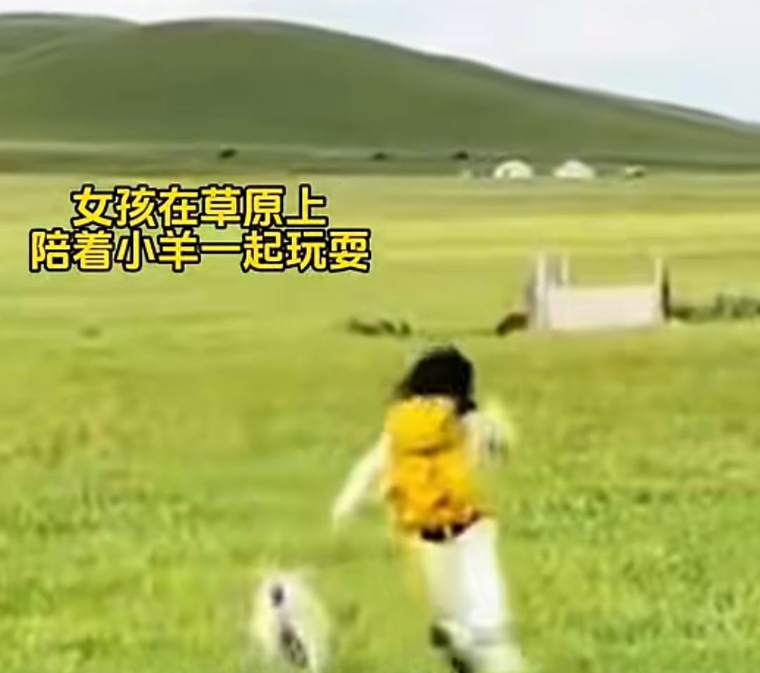 草原一场短暂相逢，小羊追三里地不舍别离。辽阔无垠的草原铺展着满眼青绿，一位出游的