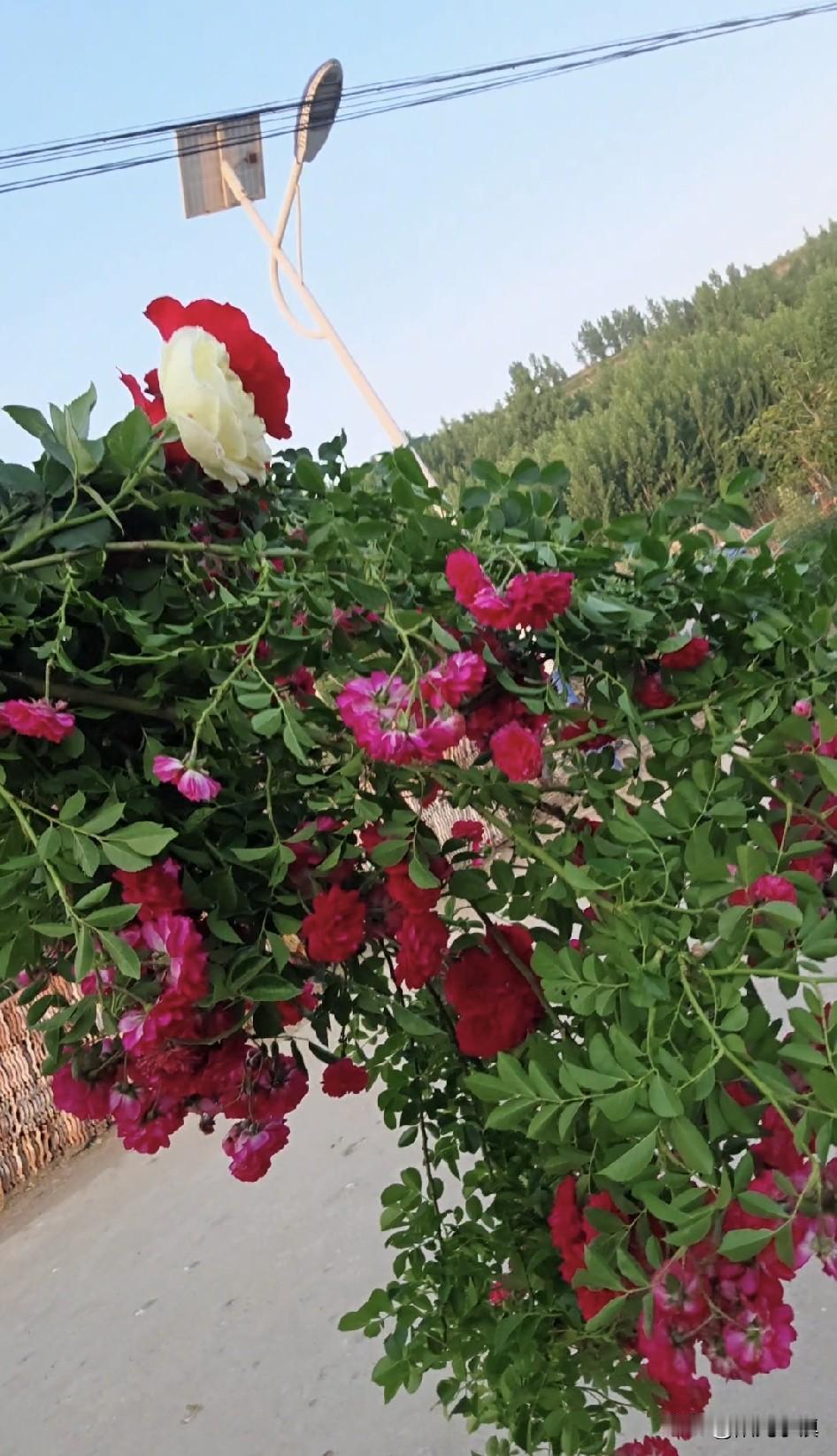 为了取悦老娘，下午做了这件事……

下午到河边散步，看到河堤上有两棵蔷薇开得正旺