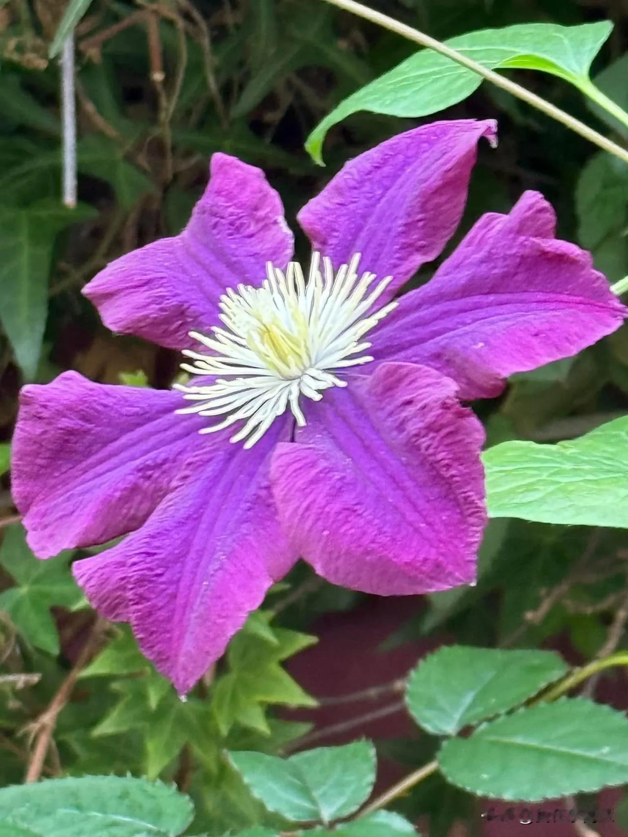 Clematis ’Etoile violette’

這才是真愛～

男子的烟