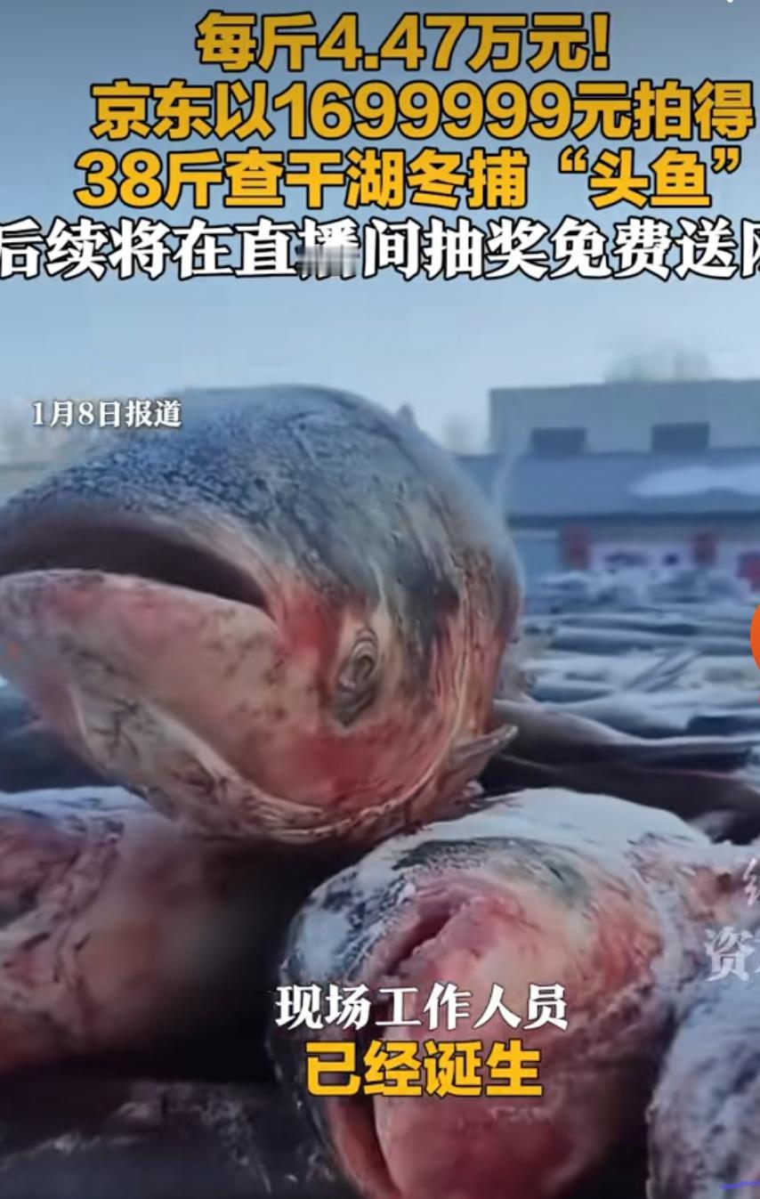 1699999元！查干湖头鱼再破纪录，千年渔猎文化火出圈
吉林查干湖第24届冰雪