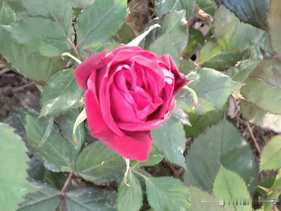 又是崭新的一天
一天好心情
开心比什么都重要