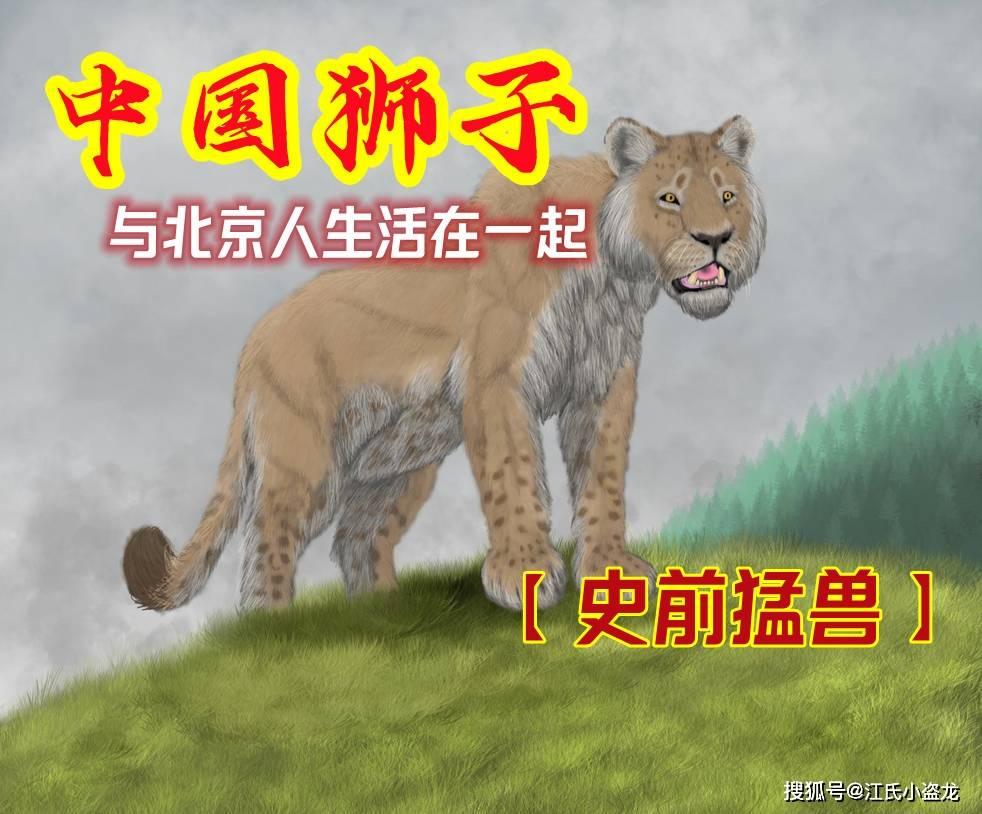 史前巨兽｜50 万年前的北京，曾生活着中国本土狮子！
  提起狮子，很多人第一印