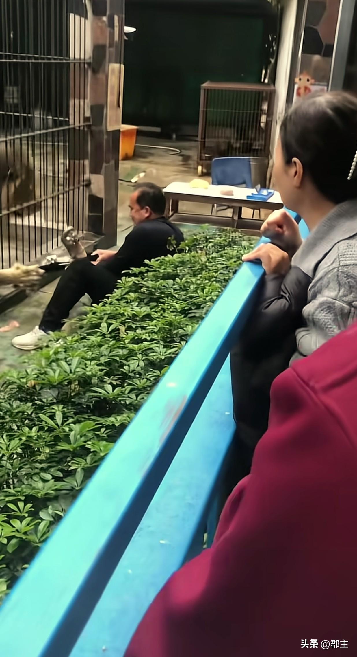 动物园狮子捉到小孩，小孩差点被狮子咬到，还好小孩的爸爸及时拉住小孩，和狮子在拉扯