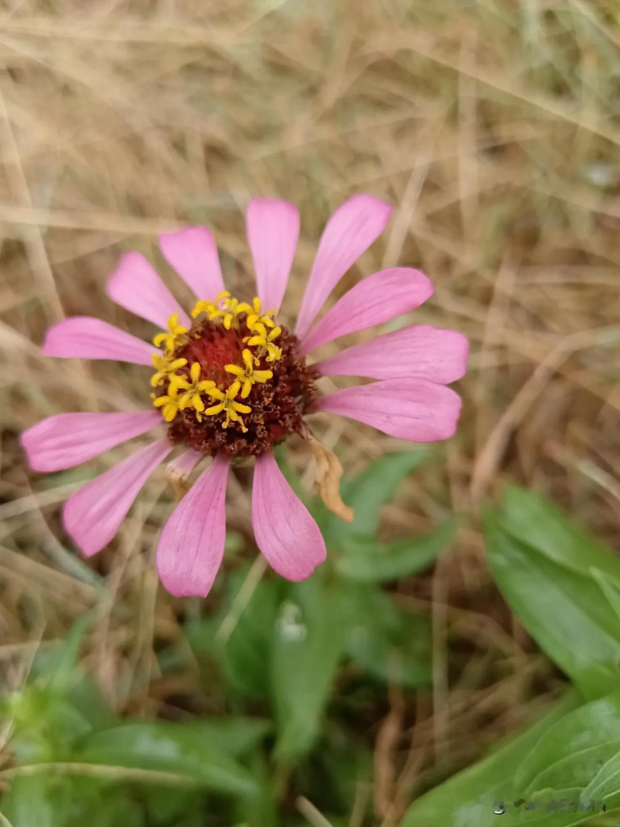 紫花含露，清香扑鼻。汉中秋雨下的百日菊
