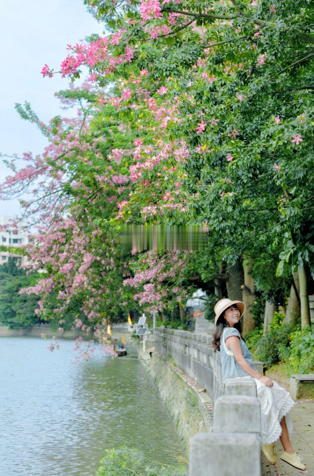 前方来报🌸江边异木棉已上线，地铁直达哦