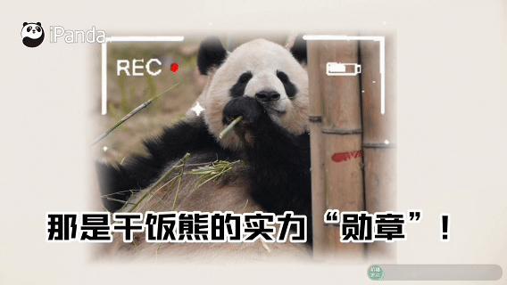 【干饭熊的实力都写在肚皮上了】每一片散落的竹子皮，都是滚滚认真干饭的专属“勋章”
