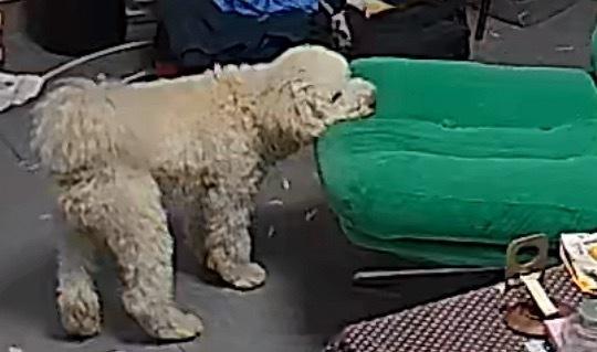 气得我呀一打开监控吓死了居然桌上去了..幸好没有吃东西 不然我真的急的跳脚 