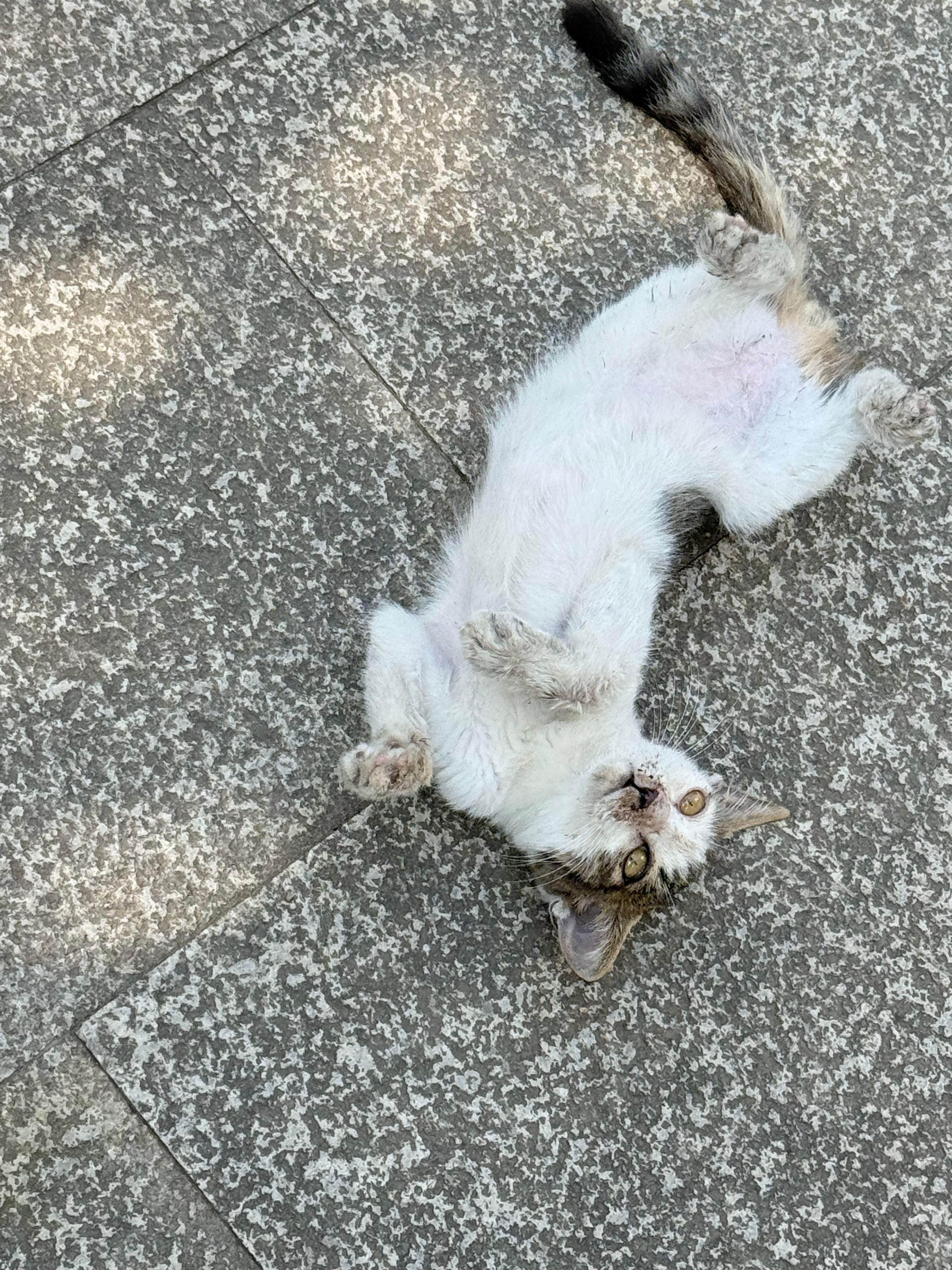 又性情了又冲动了。。捡猫最怕的不是治病是找领养。。。 ​​​