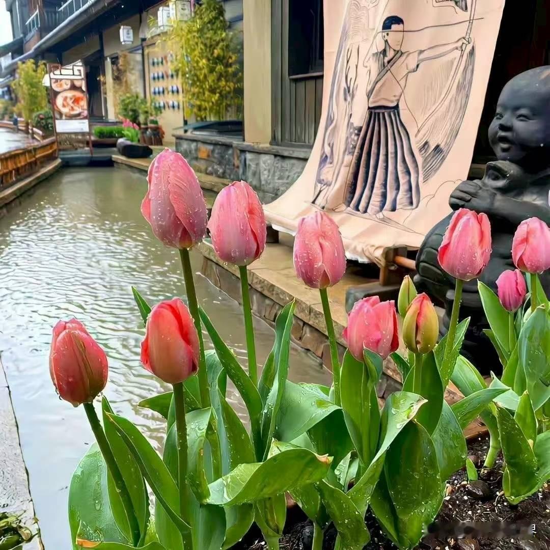 春日打卡季 🌸
雨后的郁金香开得正好，花瓣上还挂着晶莹的水珠。
背后是小桥流水