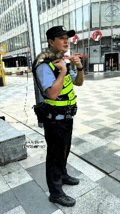 全网治愈一幕！执勤交警肩头蹲小猫，温柔画面暖翻人心
 
我看了好几遍，真是太有意