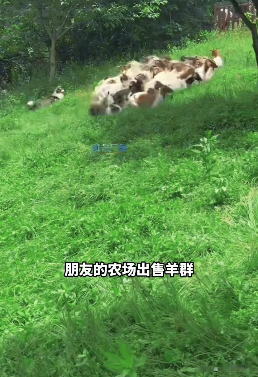 另类炫富！别人是先有羊，再养牧羊犬，湖北武汉，一女子为了家里的牧羊犬，直接买了5