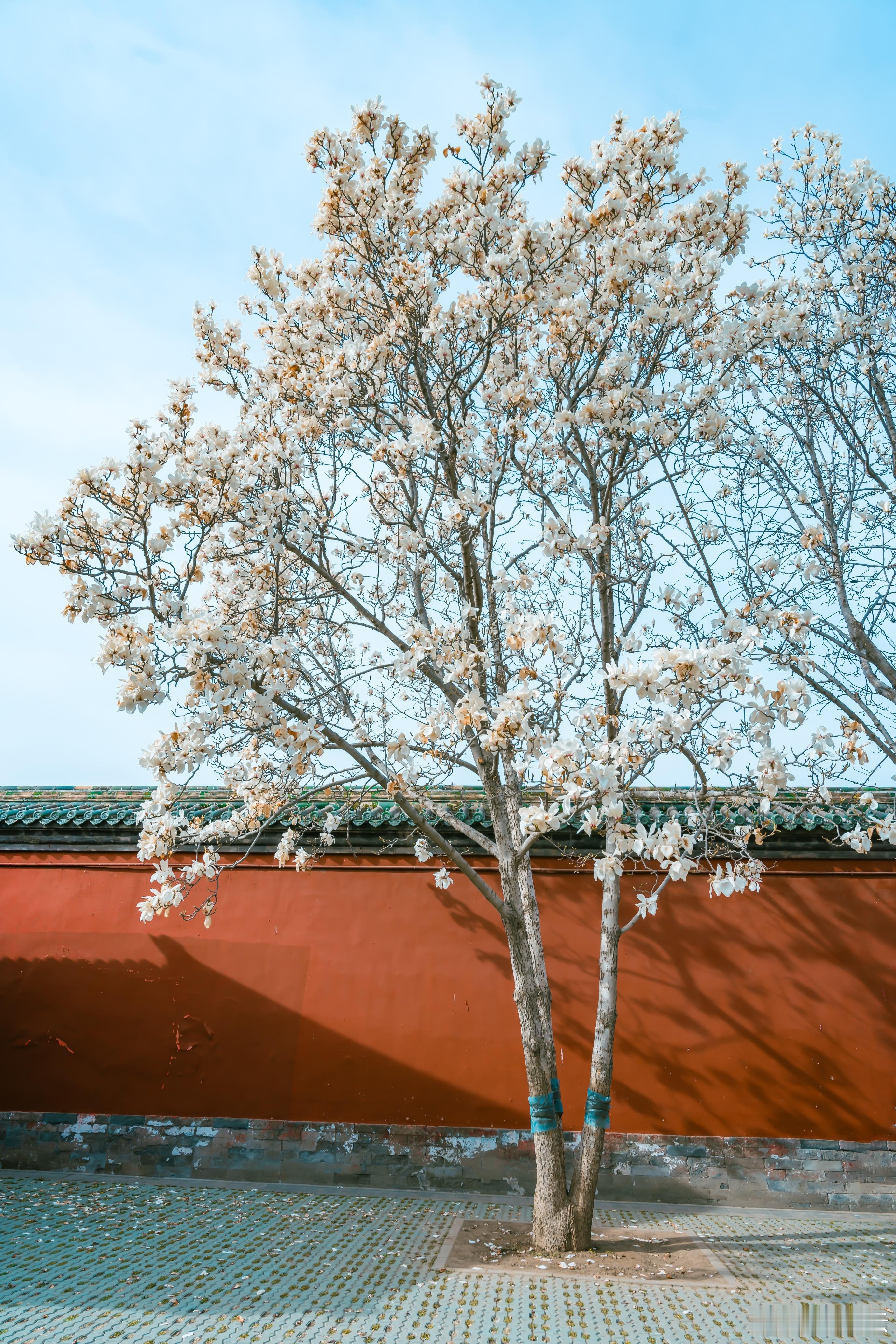 庭院深沉坠海红，玉兰花下坐春风                         