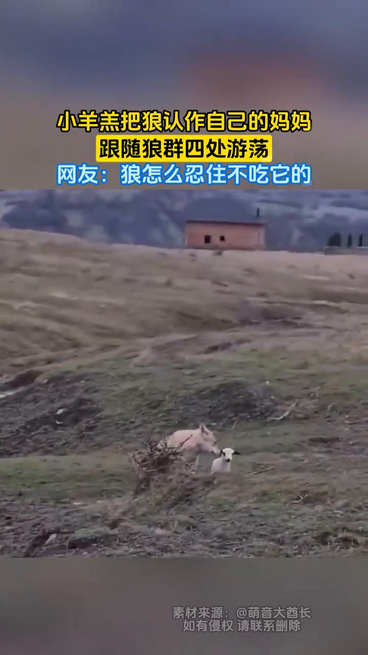 小羊羔把狼认作自己的妈妈，跟随狼群四处游荡。网友：狼怎么忍住不吃它的？
萌音大酋