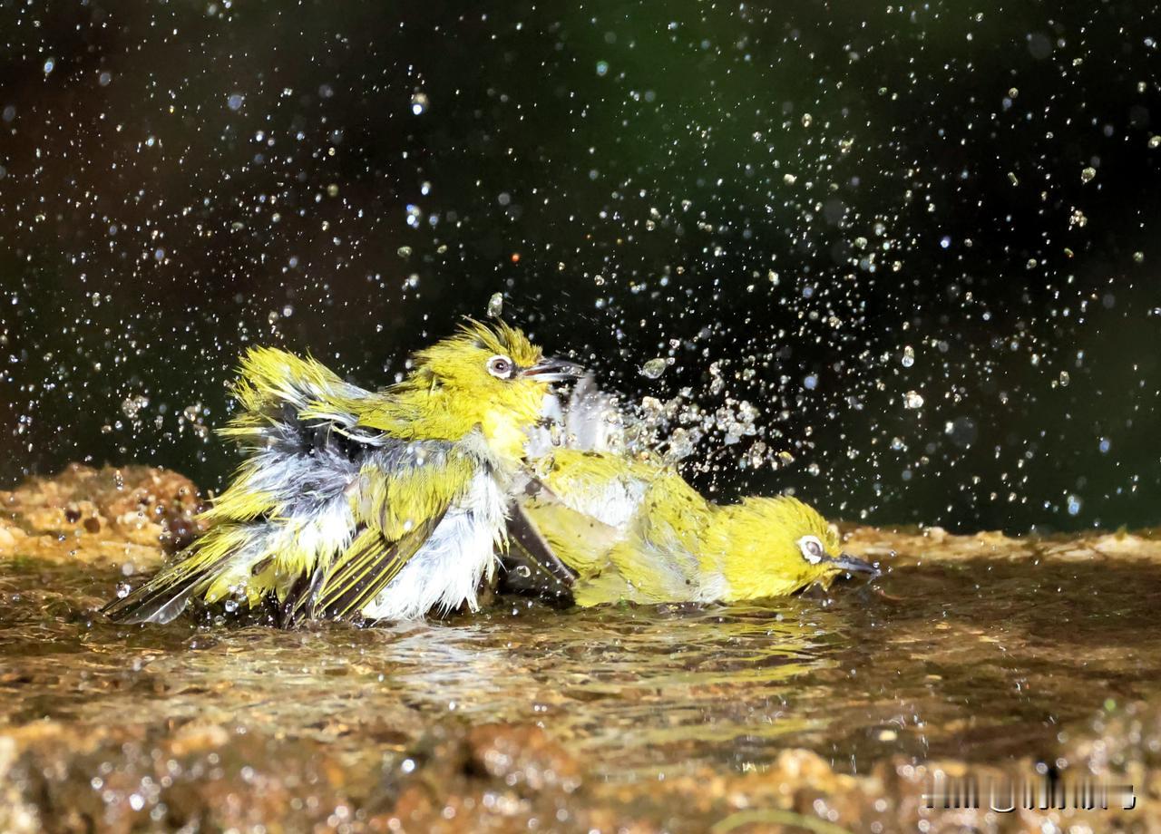 冬日绣眼鸟这样醉浴！！
最近抓拍到了一组灰腹绣眼鸟冬阳下沐浴的镜头。很有趣的！