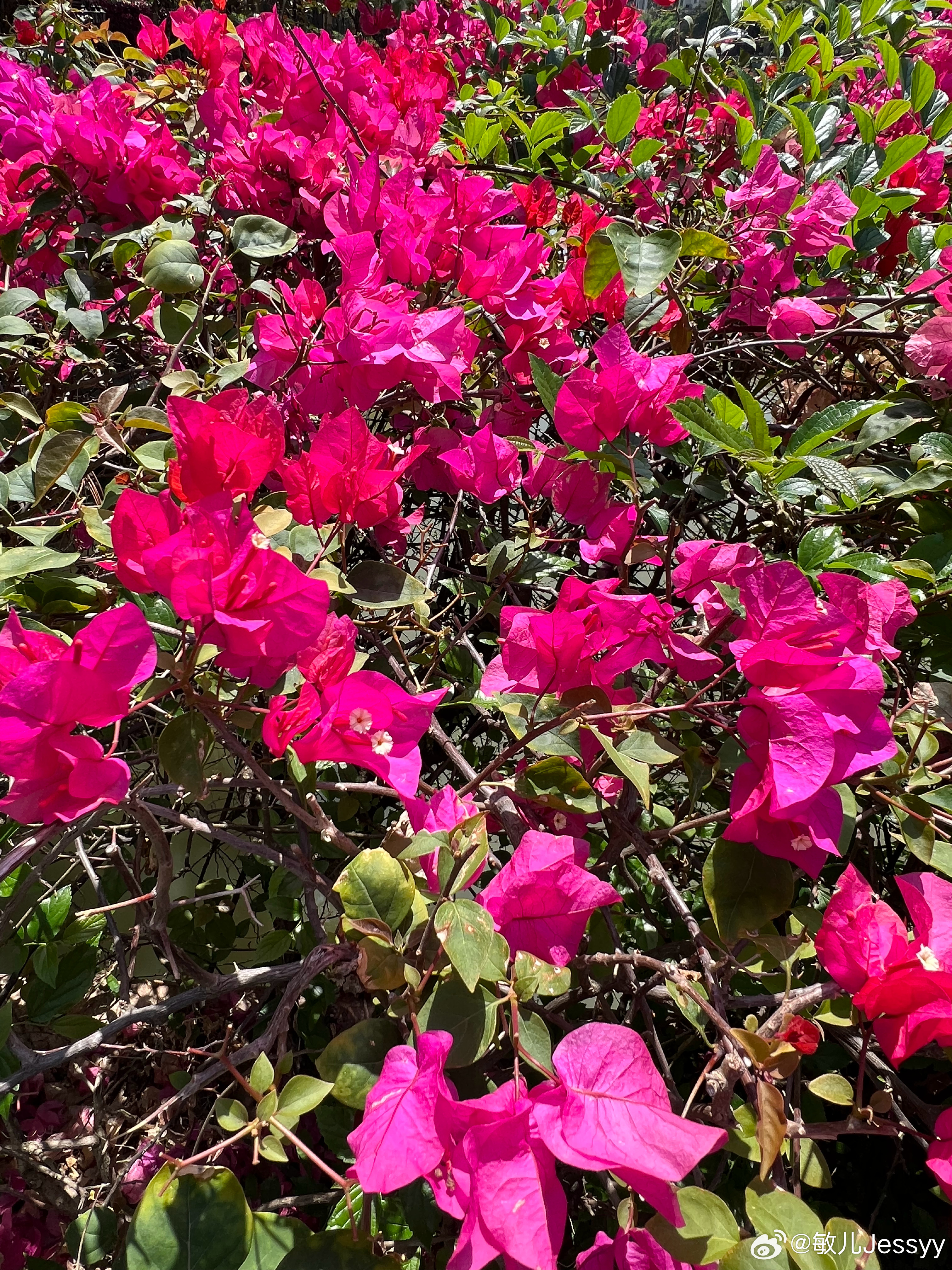 广州美丽的三角梅！遇见美好用照片记录生活花