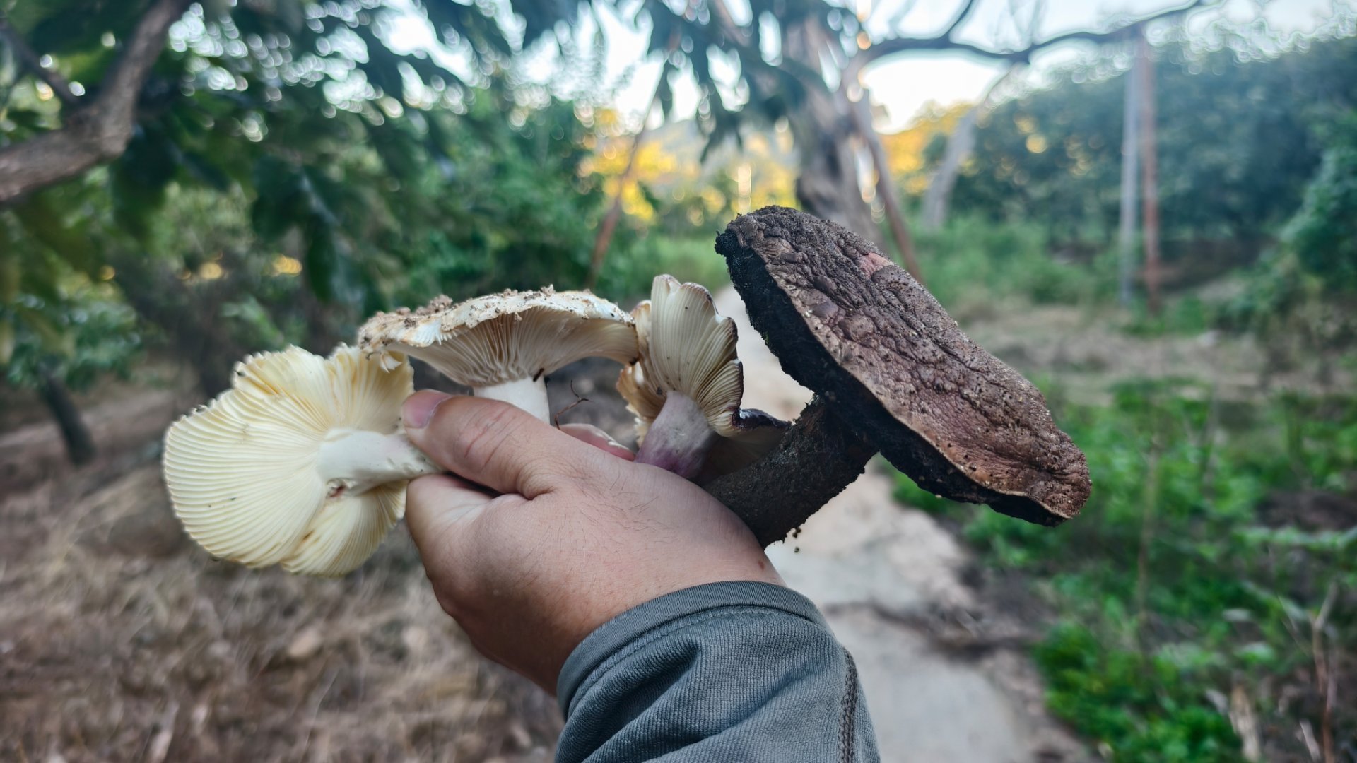 又到了蘑菇爆发的季节。进山找蘑菇