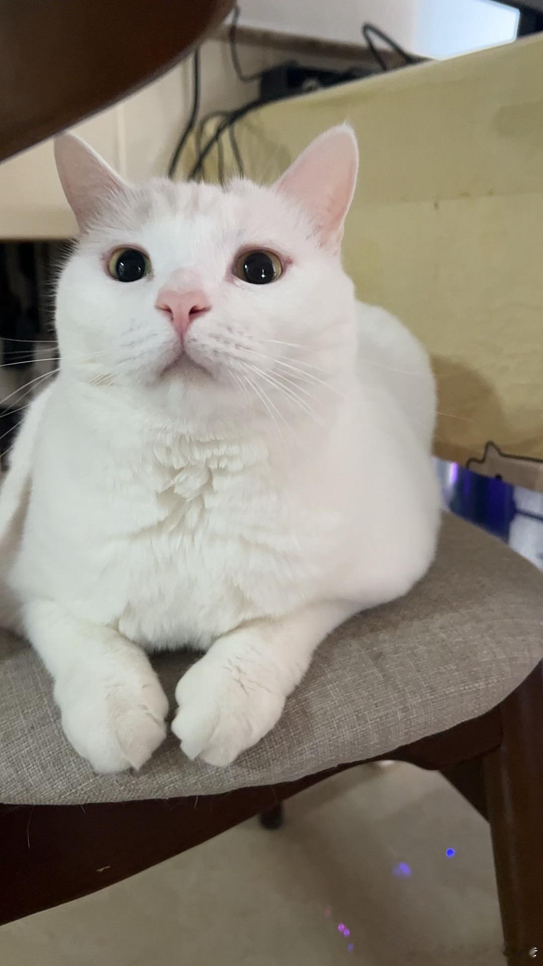 咋这么萌 