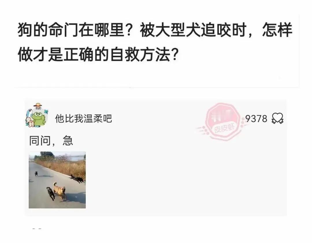 你被狗咬过吗？怎么样才能以最快的速度拿捏住狗？