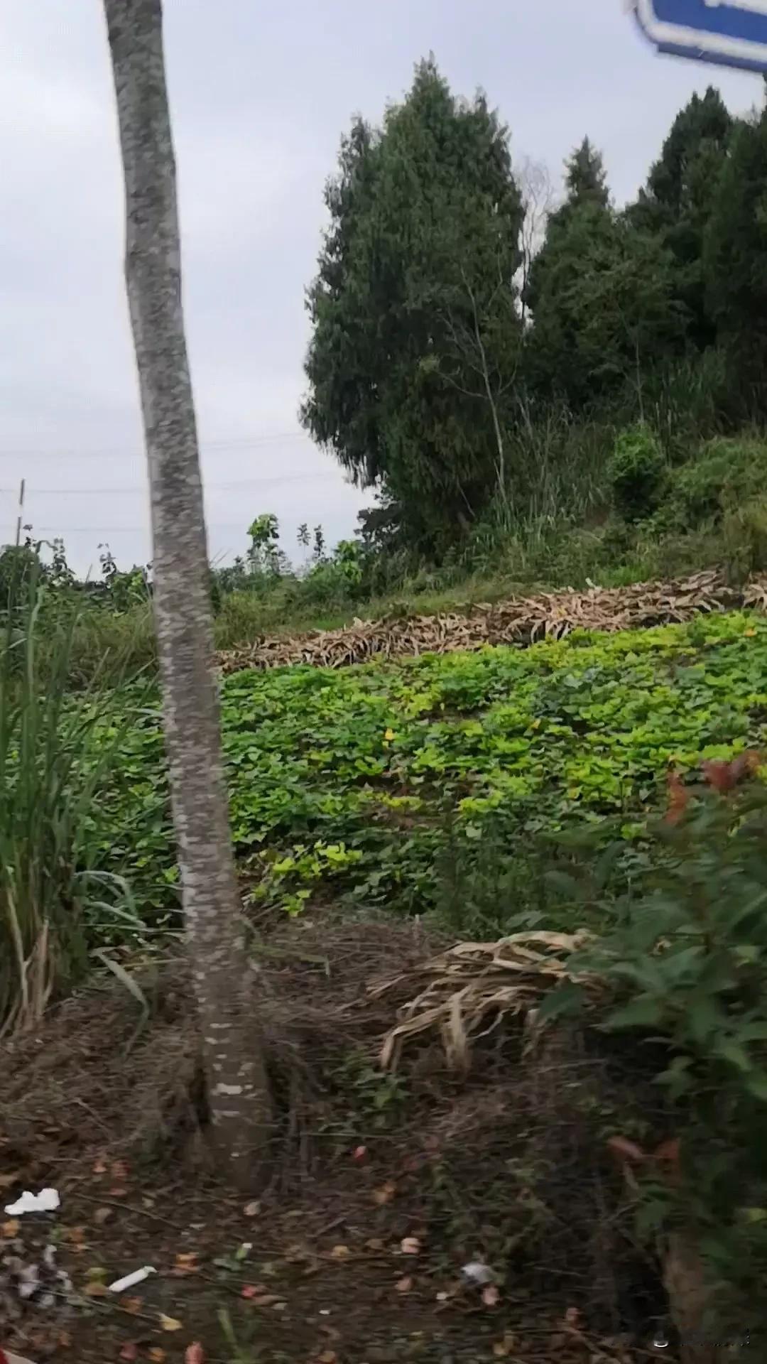 中江县冯店的农村显得非常清静，图片中除掉红苕土，里面就是高大的柏，最为显眼的地方