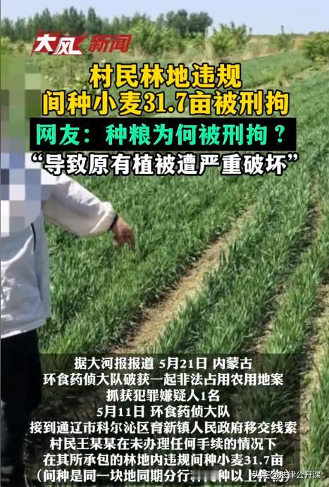 内蒙古通辽，一女子承包了31.7亩的林地，然后在林地上种植了小麦，结果被环食药侦