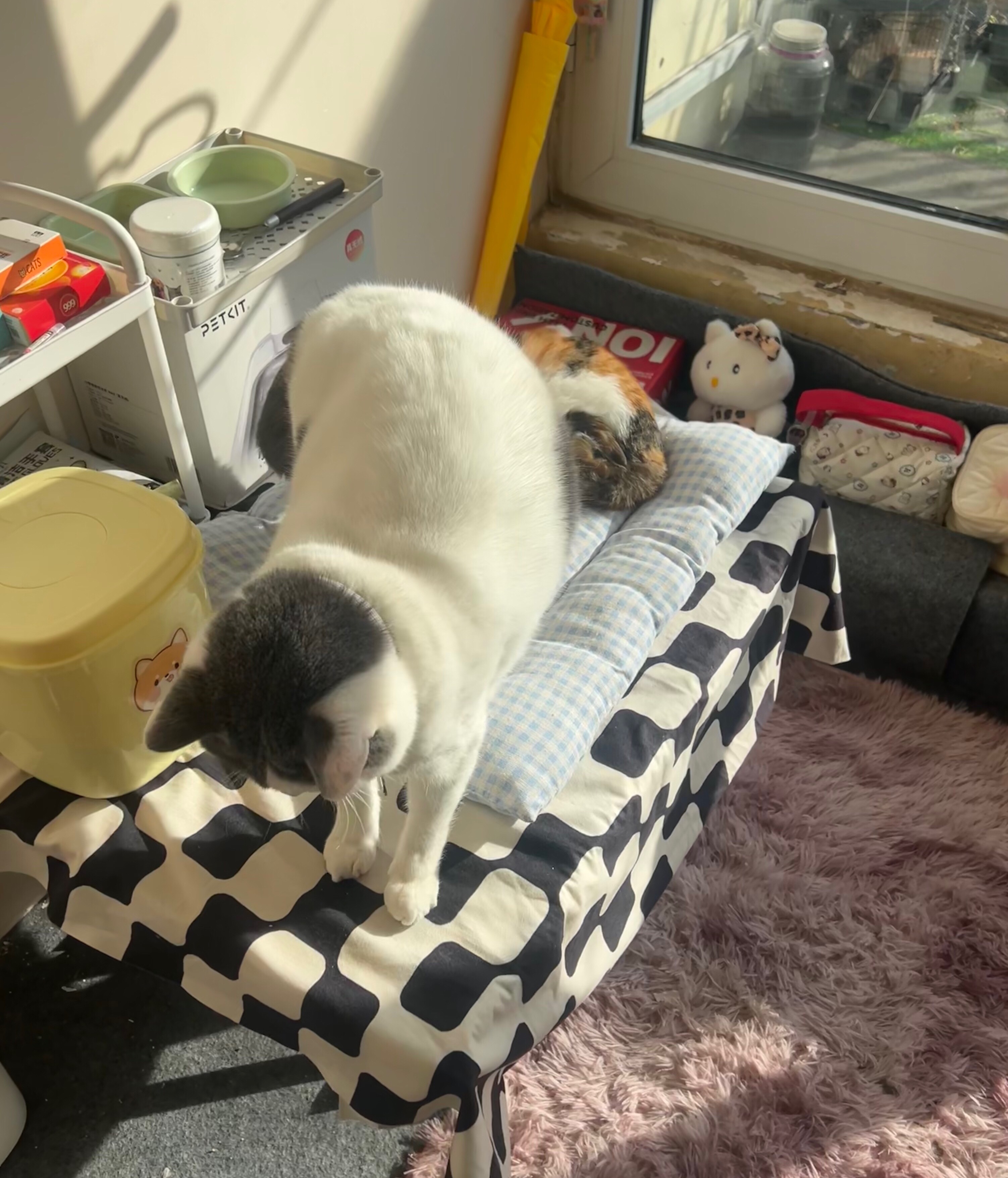 养猫人 养猫魂 一方水土养一方人 我们是爱猫护猫的养猫人 爱猫是我们的本能，宠猫