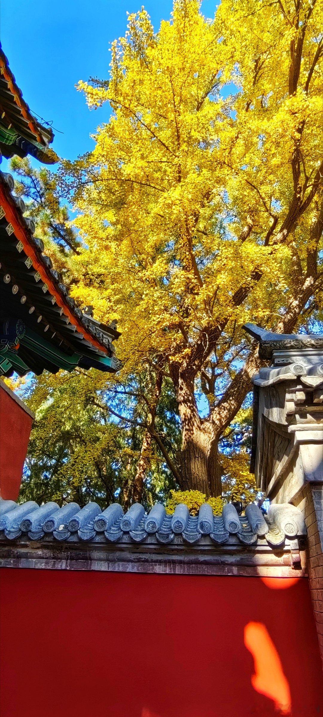 北京碧云寺银杏2024.11.5摄影