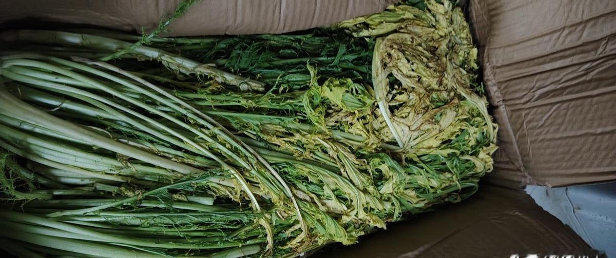 雪里红到手一半发黄，商家只肯赔五块。
平台不等你吵，直接甩来七块赔偿链接。
不扯