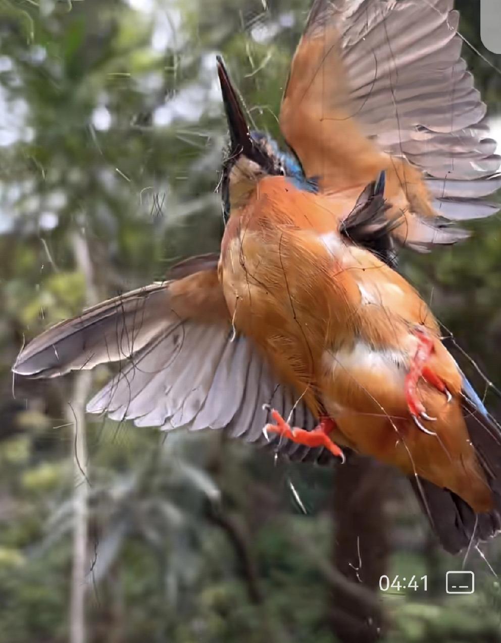 被铁丝网困住之美丽小鸟得路过好心人救援脱险
       猖狂劣类捕小鸟，
  