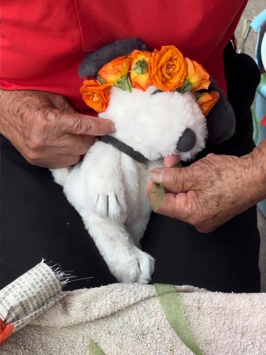 小灰比簪花